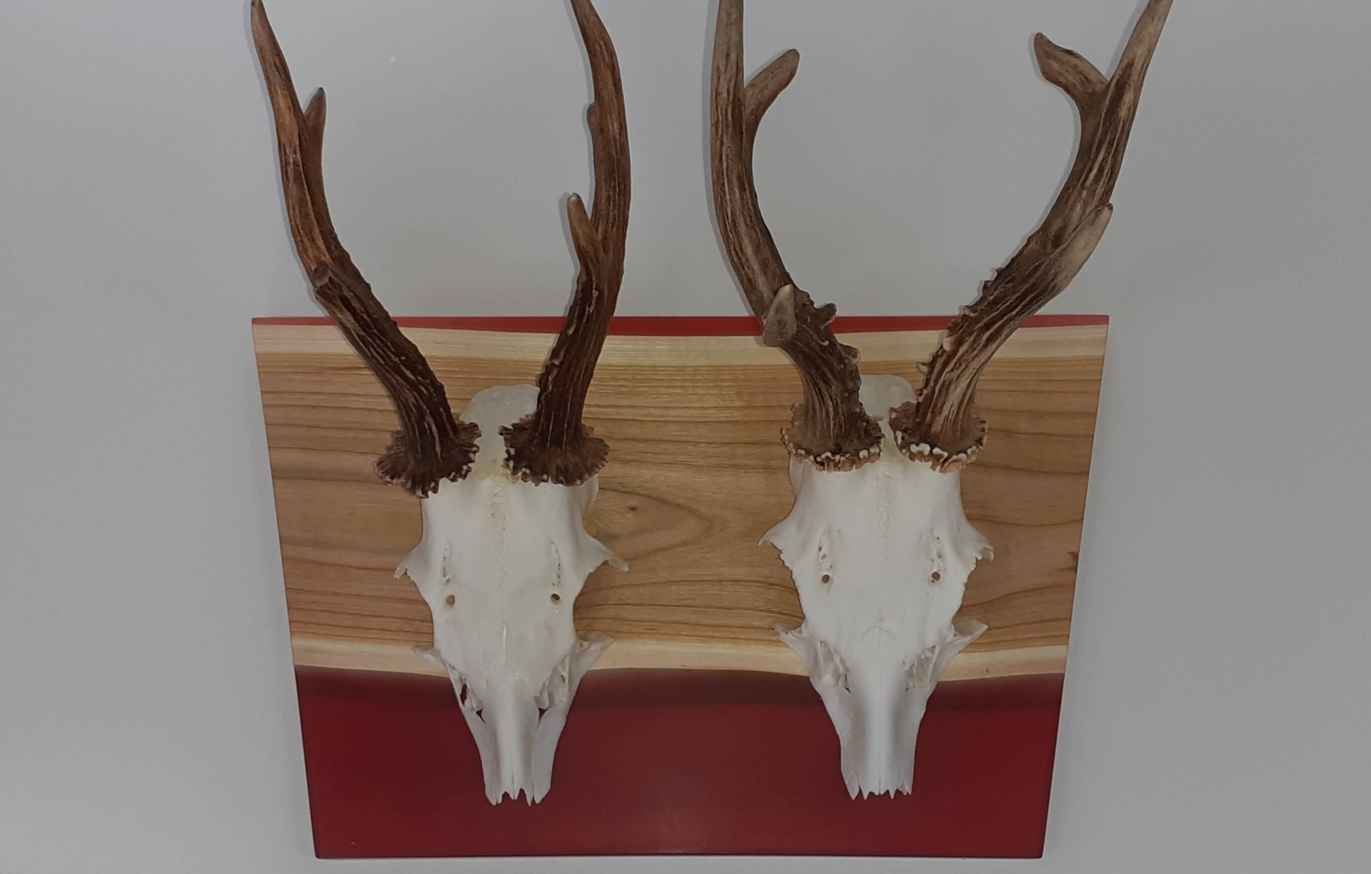 Trophäenschilder :: Holz und Horn Werkstatt